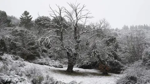 Temporal de nieve en El Bierzo. Foto: César Sánchez.