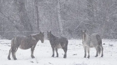 Temporal de nieve en El Bierzo. Foto: César Sánchez.