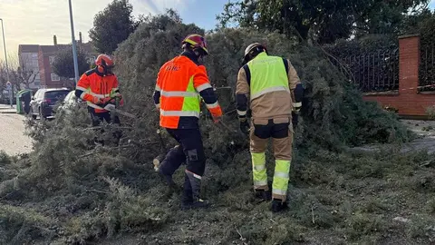 Un árbol de grandes dimensiones se desplomó este jueves frente al colegio María Auxiliadora, en la pedanía leonesa de Armunia, provocando varios daños materiales y generando momentos de preocupación entre los vecinos de la zona. Foto: Bomberos León