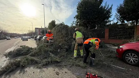 Un árbol de grandes dimensiones se desplomó este jueves frente al colegio María Auxiliadora, en la pedanía leonesa de Armunia, provocando varios daños materiales y generando momentos de preocupación entre los vecinos de la zona. Foto: Bomberos León