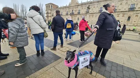 León dice no a la caza con galgos ni ningún otro tipo de raza de perro en una concentración en la plaza de San Marcos en Día del Galgo.