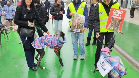 León dice no a la caza con galgos ni ningún otro tipo de raza de perro en una manifestación en Día del Galgo.