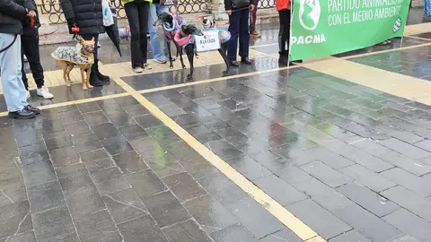 León dice no a la caza con galgos ni ningún otro tipo de raza de perro en una manifestación en Día del Galgo.