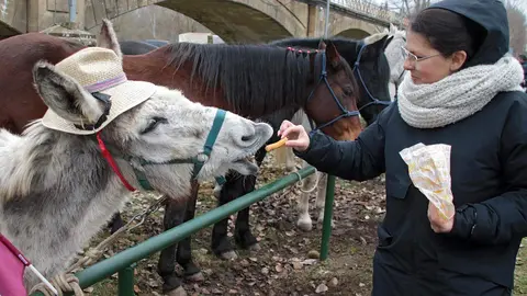 La vicesecretaria general del PSOECyL, y cabeza de lista por León a las elecciones autonómicas, Nuria Rubio, acompañada por el secretario general del PSOE de León, Javier Alfonso Cendón, y otros representantes socialistas, visita la VIII Feria Agroalimentaria Comarca de Rueda de Gradefes. Fotos: Peio García.