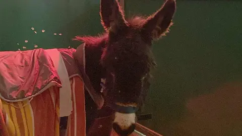 El burrito 'Pablete', un ejemplar enano de apenas ocho meses de edad y unos 80 kilos de peso, ha logrado salir adelante gracias a una operación poco habitual realizada en el Hospital Veterinario de la Universidad de León.
