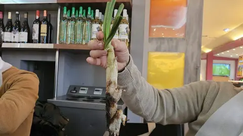 Calçots a la brasa servidos en tejas sobre la mesa, listos para comenzar la calçotada.