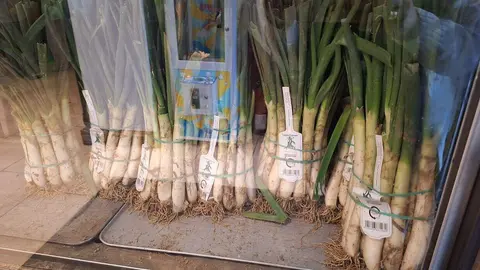 Calçots en crudo, preparados antes de pasar por la brasa.