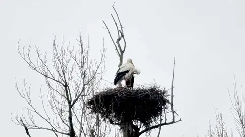 Ha llegado el día. Es 3 de febrero, día de San Blas, y el refranero vuelve a ocupar un lugar destacado en el calendario popular leonés. La fecha ha servido durante siglos como referencia para el campo, el clima y el paso de las estaciones, y buena prueba de ello es la abundancia de refranes asociados a esta jornada. En la imagen, una pareja de cigüeñas en la vega de Oteruelo.