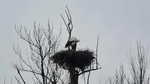 Ha llegado el día. Es 3 de febrero, día de San Blas, y el refranero vuelve a ocupar un lugar destacado en el calendario popular leonés. La fecha ha servido durante siglos como referencia para el campo, el clima y el paso de las estaciones, y buena prueba de ello es la abundancia de refranes asociados a esta jornada. En la imagen, una pareja de cigüeñas en la vega de Oteruelo.