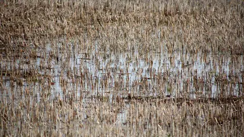 Tierras de cultivo anegadas por las precipitaciones y las crecidas del río Cea, cerca de Valderas. Foto: Peio García