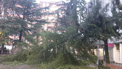 Los Bomberos de León actúan tras la caída de un pino en un parque de la capital. El árbol se desplomó en la plaza del Huevo por el efecto del temporal de lluvias de los últimos días, aún visible en la ciudad.