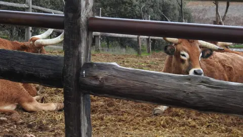 Nos adentramos en la pionera experiencia etnogastronómica de José Gordón en la localidad leonesa de Jiménez de Jamuz 48 horas antes de que abra sus puertas a comensales de todo el mundo. Foto: A.F.R.