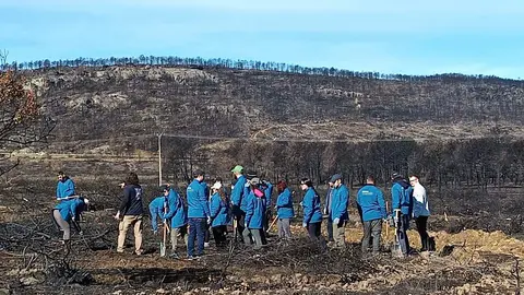 La Asociación Tierras Quemadas ha celebrado su cuarta facendera en el valle del Eria, en Felechares y Pinilla de la Valdería, con plantación de más de mil castaños, robles y encinas. Fotos: Tierra Quemada