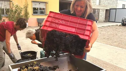 'M', un vino elaborado con uvas de parcelas de 22 mujeres del Bierzo. Foto: Ical.