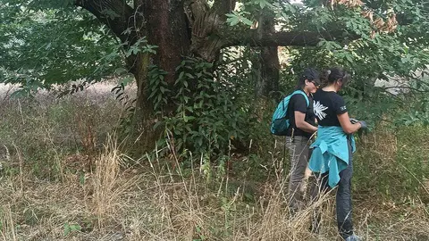 Un informe revela que los castaños del Bierzo son activos estratégicos para la bioeconomía. Fotos: Cesefor.