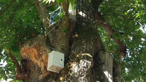 Un informe revela que los castaños del Bierzo son activos estratégicos para la bioeconomía. Fotos: Cesefor.