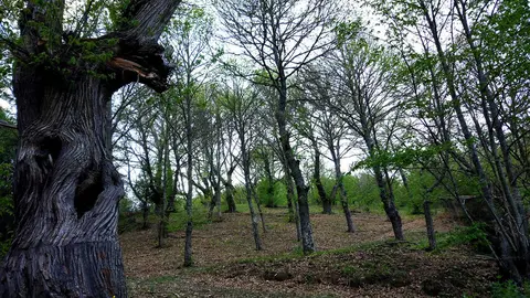 Un informe revela que los castaños del Bierzo son activos estratégicos para la bioeconomía. Fotos: Cesefor.
