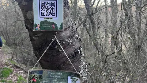 En Oceja de Valdellorma, la conocida Senda del Mamut ha evolucionado desde su inicio en 2022 como proyecto vecinal hasta convertirse en “una de las propuestas de naturaleza más singulares del entorno”, según sus organizadores.