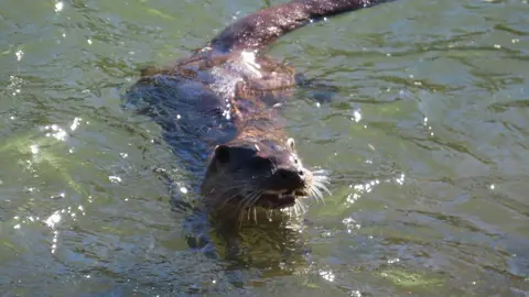 La presencia de una nutria en el tramo urbano del río Bernesga ha sorprendido en los últimos días a vecinos y paseantes de León. El animal fue fotografiado mientras nadaba por el cauce a su paso por la ciudad, en una escena poco frecuente en entornos urbanos. Las fotografías fueron realizadas por el naturalista Mario Prieto Caballero.