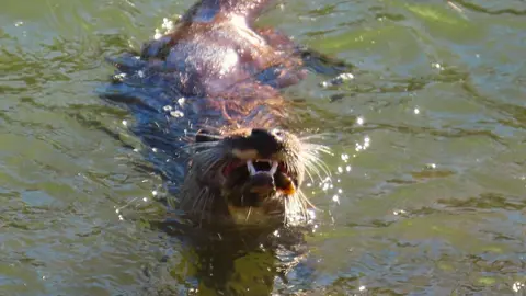 La presencia de una nutria en el tramo urbano del río Bernesga ha sorprendido en los últimos días a vecinos y paseantes de León. El animal fue fotografiado mientras nadaba por el cauce a su paso por la ciudad, en una escena poco frecuente en entornos urbanos. Las fotografías fueron realizadas por el naturalista Mario Prieto Caballero.