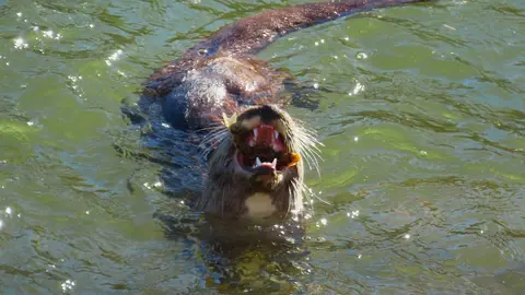 La presencia de una nutria en el tramo urbano del río Bernesga ha sorprendido en los últimos días a vecinos y paseantes de León. El animal fue fotografiado mientras nadaba por el cauce a su paso por la ciudad, en una escena poco frecuente en entornos urbanos. Las fotografías fueron realizadas por el naturalista Mario Prieto Caballero.
