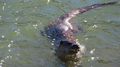 La presencia de una nutria en el tramo urbano del río Bernesga ha sorprendido en los últimos días a vecinos y paseantes de León. El animal fue fotografiado mientras nadaba por el cauce a su paso por la ciudad, en una escena poco frecuente en entornos urbanos. Las fotografías fueron realizadas por el naturalista Mario Prieto Caballero.