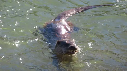 La presencia de una nutria en el tramo urbano del río Bernesga ha sorprendido en los últimos días a vecinos y paseantes de León. El animal fue fotografiado mientras nadaba por el cauce a su paso por la ciudad, en una escena poco frecuente en entornos urbanos. Las fotografías fueron realizadas por el naturalista Mario Prieto Caballero.