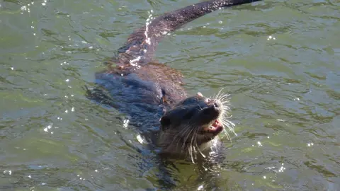 La presencia de una nutria en el tramo urbano del río Bernesga ha sorprendido en los últimos días a vecinos y paseantes de León. El animal fue fotografiado mientras nadaba por el cauce a su paso por la ciudad, en una escena poco frecuente en entornos urbanos. Las fotografías fueron realizadas por el naturalista Mario Prieto Caballero.