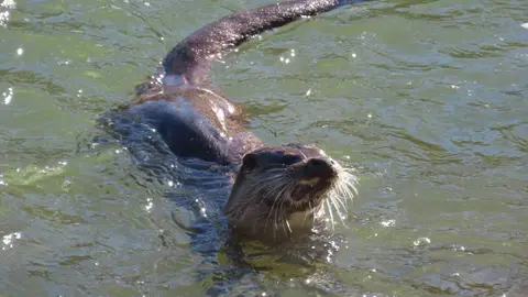 La presencia de una nutria en el tramo urbano del río Bernesga ha sorprendido en los últimos días a vecinos y paseantes de León. El animal fue fotografiado mientras nadaba por el cauce a su paso por la ciudad, en una escena poco frecuente en entornos urbanos. Las fotografías fueron realizadas por el naturalista Mario Prieto Caballero.