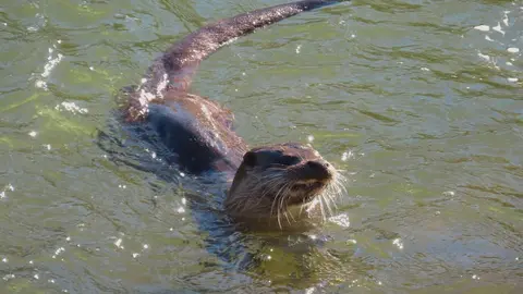 La presencia de una nutria en el tramo urbano del río Bernesga ha sorprendido en los últimos días a vecinos y paseantes de León. El animal fue fotografiado mientras nadaba por el cauce a su paso por la ciudad, en una escena poco frecuente en entornos urbanos. Las fotografías fueron realizadas por el naturalista Mario Prieto Caballero.