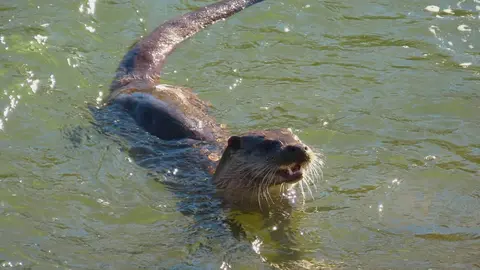 La presencia de una nutria en el tramo urbano del río Bernesga ha sorprendido en los últimos días a vecinos y paseantes de León. El animal fue fotografiado mientras nadaba por el cauce a su paso por la ciudad, en una escena poco frecuente en entornos urbanos. Las fotografías fueron realizadas por el naturalista Mario Prieto Caballero.