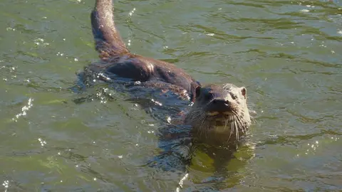 La presencia de una nutria en el tramo urbano del río Bernesga ha sorprendido en los últimos días a vecinos y paseantes de León. El animal fue fotografiado mientras nadaba por el cauce a su paso por la ciudad, en una escena poco frecuente en entornos urbanos. Las fotografías fueron realizadas por el naturalista Mario Prieto Caballero.