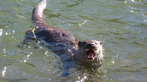 La presencia de una nutria en el tramo urbano del río Bernesga ha sorprendido en los últimos días a vecinos y paseantes de León. El animal fue fotografiado mientras nadaba por el cauce a su paso por la ciudad, en una escena poco frecuente en entornos urbanos. Las fotografías fueron realizadas por el naturalista Mario Prieto Caballero.