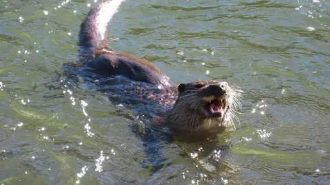 La presencia de una nutria en el tramo urbano del río Bernesga ha sorprendido en los últimos días a vecinos y paseantes de León. El animal fue fotografiado mientras nadaba por el cauce a su paso por la ciudad, en una escena poco frecuente en entornos urbanos. Las fotografías fueron realizadas por el naturalista Mario Prieto Caballero.)