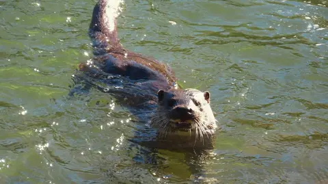 La presencia de una nutria en el tramo urbano del río Bernesga ha sorprendido en los últimos días a vecinos y paseantes de León. El animal fue fotografiado mientras nadaba por el cauce a su paso por la ciudad, en una escena poco frecuente en entornos urbanos. Las fotografías fueron realizadas por el naturalista Mario Prieto Caballero.