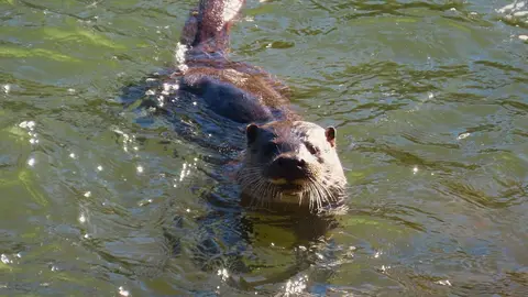 La presencia de una nutria en el tramo urbano del río Bernesga ha sorprendido en los últimos días a vecinos y paseantes de León. El animal fue fotografiado mientras nadaba por el cauce a su paso por la ciudad, en una escena poco frecuente en entornos urbanos. Las fotografías fueron realizadas por el naturalista Mario Prieto Caballero.
