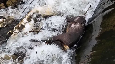 El Partido Animalista Con el Medio Ambiente (Pacma) y la Asociación Protectora de Animales Sacrificio Cero León han presentado una denuncia formal tras localizar “aproximadamente 15 cadáveres de animales” en el canal de Arriola, a la altura de Paradilla de la Sobarriba, en el municipio de León.