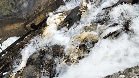 El Partido Animalista Con el Medio Ambiente (Pacma) y la Asociación Protectora de Animales Sacrificio Cero León han presentado una denuncia formal tras localizar “aproximadamente 15 cadáveres de animales” en el canal de Arriola, a la altura de Paradilla de la Sobarriba, en el municipio de León.