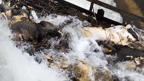 El Partido Animalista Con el Medio Ambiente (Pacma) y la Asociación Protectora de Animales Sacrificio Cero León han presentado una denuncia formal tras localizar “aproximadamente 15 cadáveres de animales” en el canal de Arriola, a la altura de Paradilla de la Sobarriba, en el municipio de León.