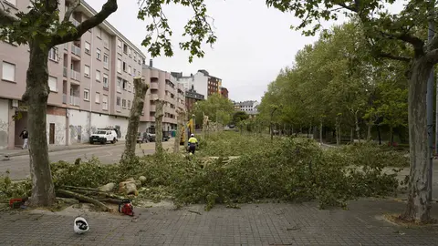 Tala de árboles en los jardines del Sil de Ponferrada. Foto: César Sánchez.