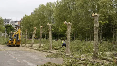 Tala de árboles en los jardines del Sil de Ponferrada. Foto: César Sánchez.
