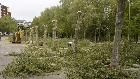Tala de árboles en los jardines del Sil de Ponferrada. Foto: César Sánchez.