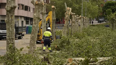 Tala de árboles en los jardines del Sil de Ponferrada. Foto: César Sánchez.