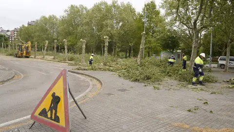 Tala de árboles en los jardines del Sil de Ponferrada. Foto: César Sánchez.