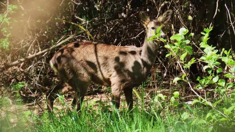 La presencia de crías de ciervo en el río Bernesga y otros puntos cercanos a León confirma su tránsito habitual por los corredores naturales de la ciudad. Fotos: Mario Prieto Caballero