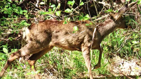 La presencia de crías de ciervo en el río Bernesga y otros puntos cercanos a León confirma su tránsito habitual por los corredores naturales de la ciudad. Fotos: Mario Prieto Caballero