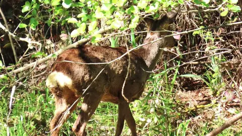 La presencia de crías de ciervo en el río Bernesga y otros puntos cercanos a León confirma su tránsito habitual por los corredores naturales de la ciudad. Fotos: Mario Prieto Caballero
