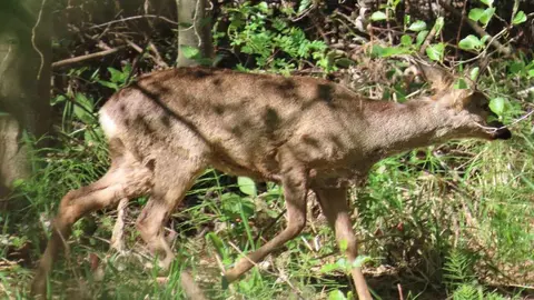 La presencia de crías de ciervo en el río Bernesga y otros puntos cercanos a León confirma su tránsito habitual por los corredores naturales de la ciudad. Fotos: Mario Prieto Caballero