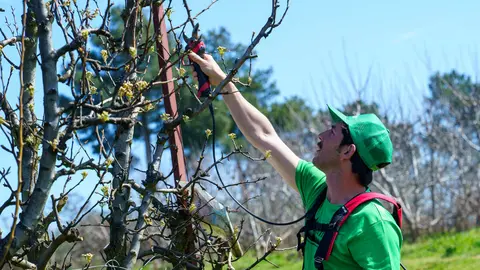 Poda especializada de frutales en el Bierzo. Foto: César Sánchez.