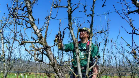 Poda especializada de frutales en el Bierzo. Foto: César Sánchez.